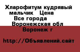 Хларофитум кудрявый мальчик › Цена ­ 30 - Все города  »    . Воронежская обл.,Воронеж г.